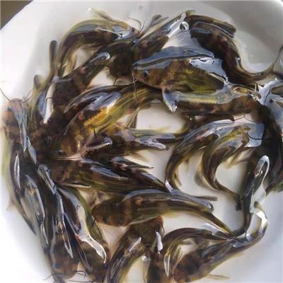常德黄颡鱼回收 黄骨鱼 提供养殖技术