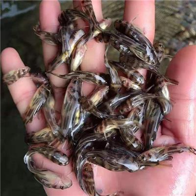 三明黄骨鱼苗养殖基地 黄骨鱼 提供养殖技术