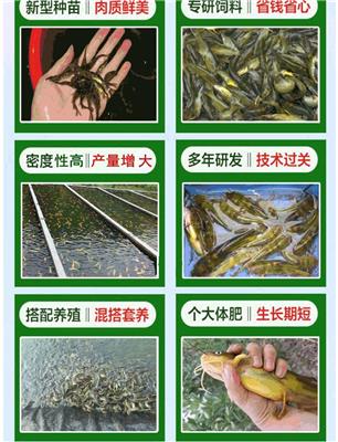 湘潭黄颡鱼回收 黄骨鱼 黄颡鱼养殖成本及利润