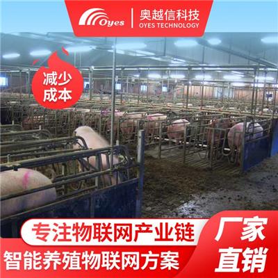现代化养猪 养猪业 高效养猪