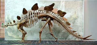 自贡恐龙骨架模型销售
