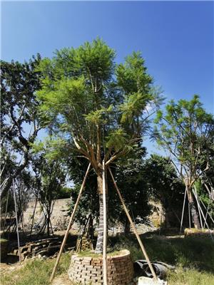 广东蓝花楹价格 丛生蓝花楹批发 蓝花楹一棵多少钱 精品蓝花楹 蓝花楹基地