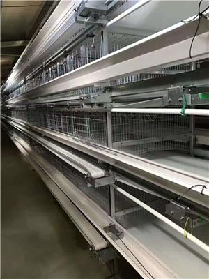 武汉大型蛋鸡笼厂家 自动化养殖鸡设备多层蛋鸡笼 蛋鸡笼