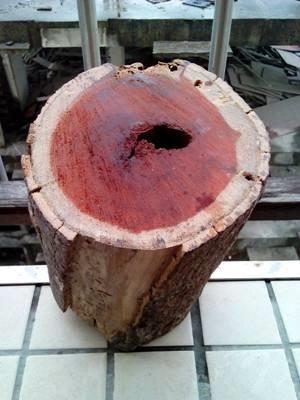 扬州红木类树种质量