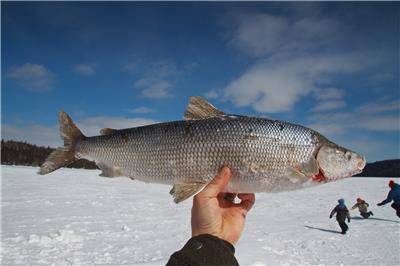 烏蘇里白鮭魚產地批發，黑龍江白鮭魚貨源價格，冷凍高白鮭魚供應商