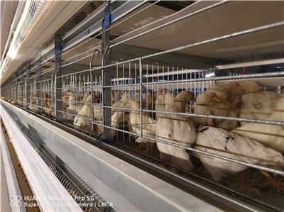 郑州四层蛋鸡笼批发 养鸡设备 多层鸡笼铁丝网笼养鸡设备