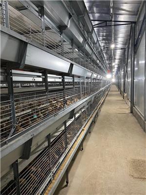 四层蛋鸡笼 大型养鸡自动化设备安装