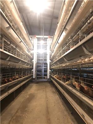 大型蛋鸡笼厂家 蛋鸡笼 不生锈养鸡设备
