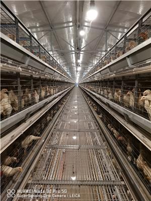 自动化蛋鸡笼厂 环保鸡笼 鸡笼