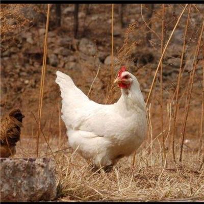 邯郸罗曼灰青年鸡选择方法 河北70天罗曼灰青年鸡保证质量