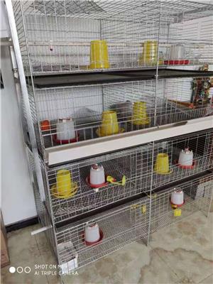 养鸡设备 广州四层育雏笼供应商 小鸡笼