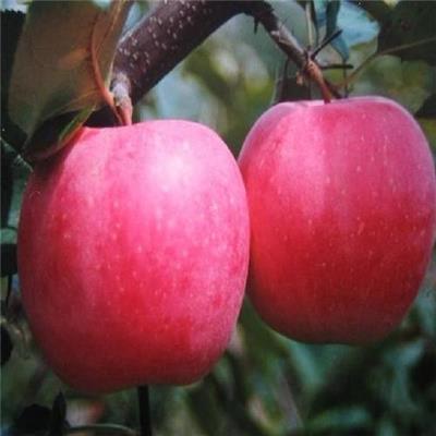 3公分苹果树苗种植基地 矮化苹果树苗 存活率高