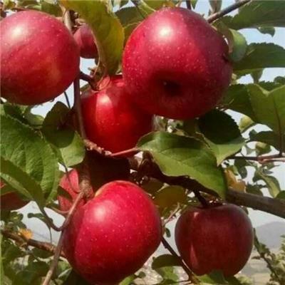 3公分烟台富士苹果树苗批发价格 矮化苹果树苗 直销基地