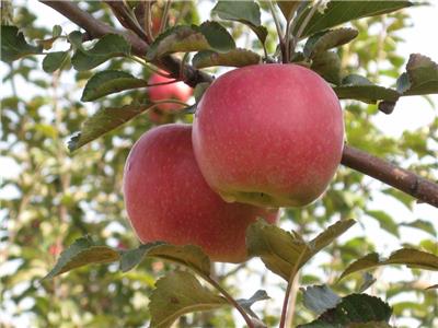 5公分烟富0苹果苗 矮化苹果树苗 保质保纯