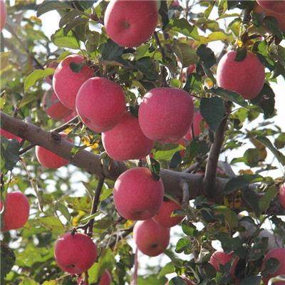 1.5公分烟台富士苹果树苗基地 矮化苹果苗 存活率高