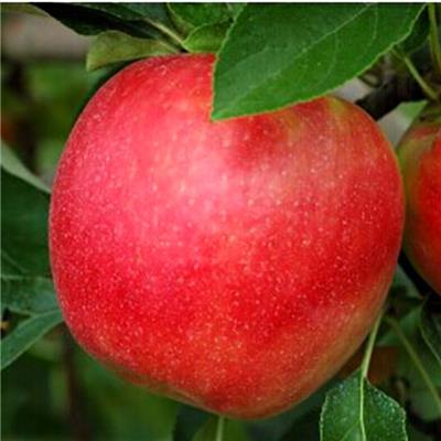 2年苗烟富8苹果树苗价格 矮化苹果苗 直销基地