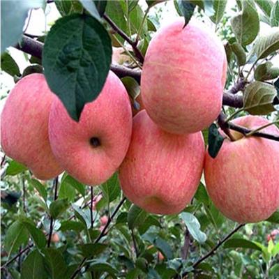 4公分苹果苗价格 矮化苹果苗 存活率高