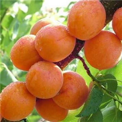 2公分金太阳杏子苗新品种