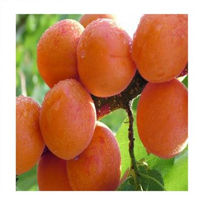 4公分杏子苗种植基地