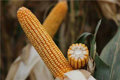 高产玉米新品种