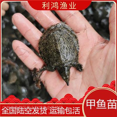 优质甲鱼苗 水鱼苗 中国台湾甲鱼 *甲鱼苗批发 龟类 包活发货