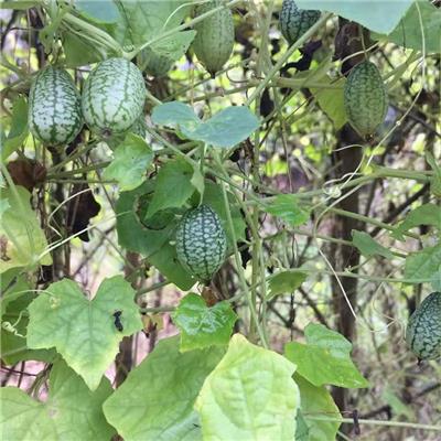 拇指西瓜种子 秀珍 迷你 结果多 花卉种子 墨西哥酸黄瓜 蔬菜种子