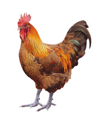 养殖土鸡快速催肥增重冠红毛亮的方法你知道吗