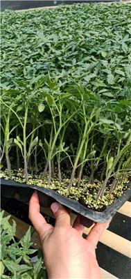 早熟西红柿种苗、苗厂直销、抗黄头、抗线虫、耐裂粉果番茄苗