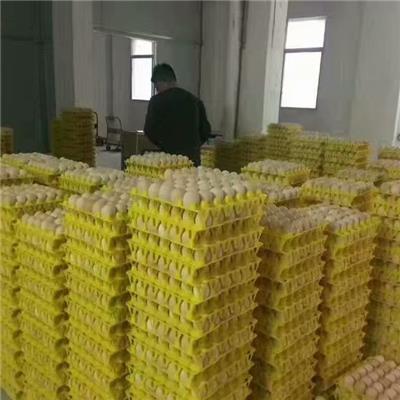 山東塑料30枚雞蛋托生產廠家30枚蛋托托盤雞蛋托批發