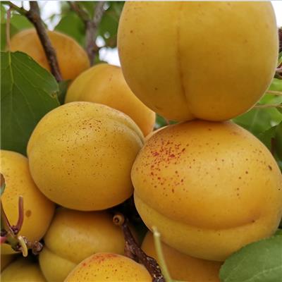 供应杏树苗品种香蜜杏树苗