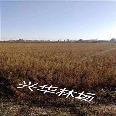 平凉梭梭苗种植方法 临泽县兴华林场