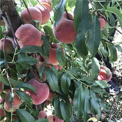 桃树果苗嫁接 多品种桃树苗 南北方种植 地栽特大早熟水蜜桃果苗
