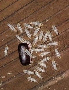 泸州市纳溪区除蟑螂 真正彻底消灭蟑螂的方法 家庭灭蟑