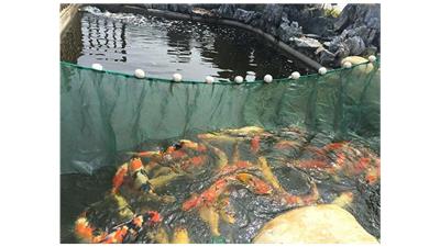 合肥冷水观赏鱼商家 欢迎咨询 杭州贸裕网络科技供应