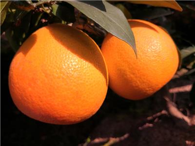 湖北种植爱媛38号柑橘_冬季低温来临前采收品种