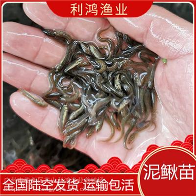 【鱼苗热销】中国台湾泥鳅苗 泥鳅鱼 鱼鳅鱼类大量批发 养殖场直供 利鸿渔业