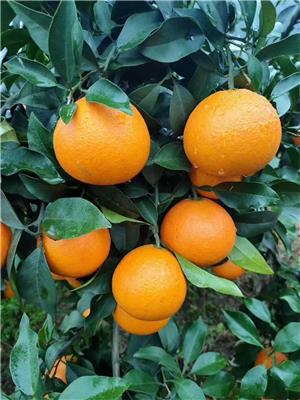 红美人柑橘和爱媛38号柑橘的区别_千思农林爱媛38号柑橘苗基地