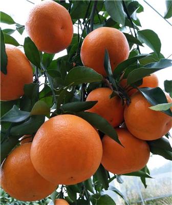 晚熟柑橘苗_明日见柑橘树挂果时间_广东明日见柑橘苗