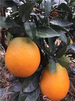 江西橙树苗新品种_早熟青秋脐橙_青秋脐橙苗基地_成活率98%以上
