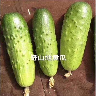 地黄瓜 强-雌-黄瓜种子 可以搭架可以趴地栽培 蔬菜种子菜种子