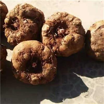 白花一代魔芋肥料发酵过程长期稳定供应包回收