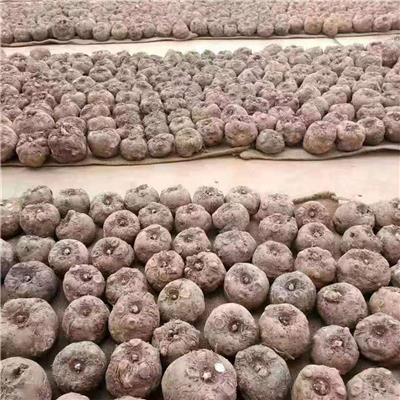 地下果100-200魔芋种子种植要求现挖豆腐新鲜原料