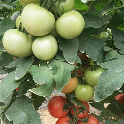 口感番茄品种，大果西红柿种子，高产番茄种子