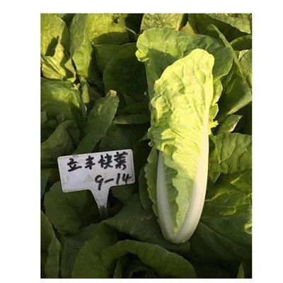 耐热耐寒耐湿的小白菜快菜种子 青菜籽 杂交一代高产快菜