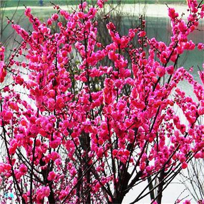 衢州红梅 绿化工程苗 红梅树枝树形饱满