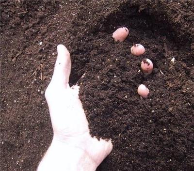 南沙区土壤检测 广州绿化种植土壤检测
