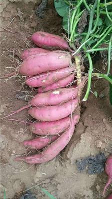 供应脱毒红薯苗高淀粉高产商薯19红薯种