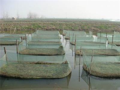 湖北渔添下水产有限公司_泥鳅养殖来看看网箱是如何养泥鳅的