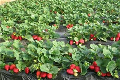 崇左红颜草莓苗供应
