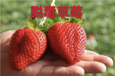 组培草莓苗基地在哪里 北京组培草莓苗
